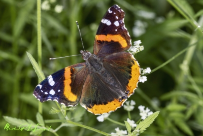 Red Admiral Butterfly